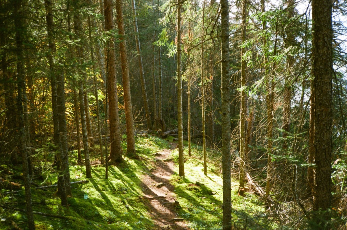 Sonnendurchfluteter Waldweg